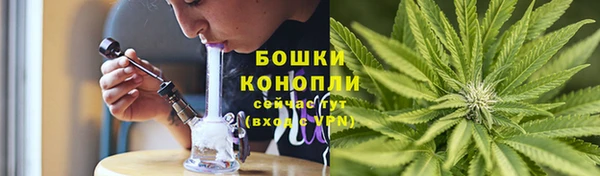 прущие грибы Аркадак